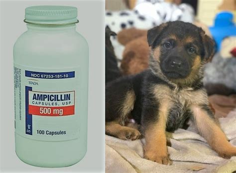 ampicillin 500mg for dogs|amoxicillin for dogs dosage weight.